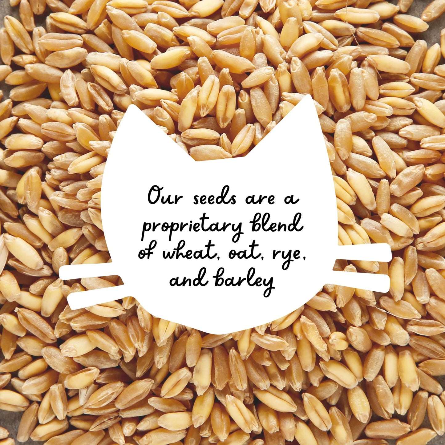 Organic Cat Grass Kit with Black Cat Ceramic Planter, Easy Indoor Planting Gift Set