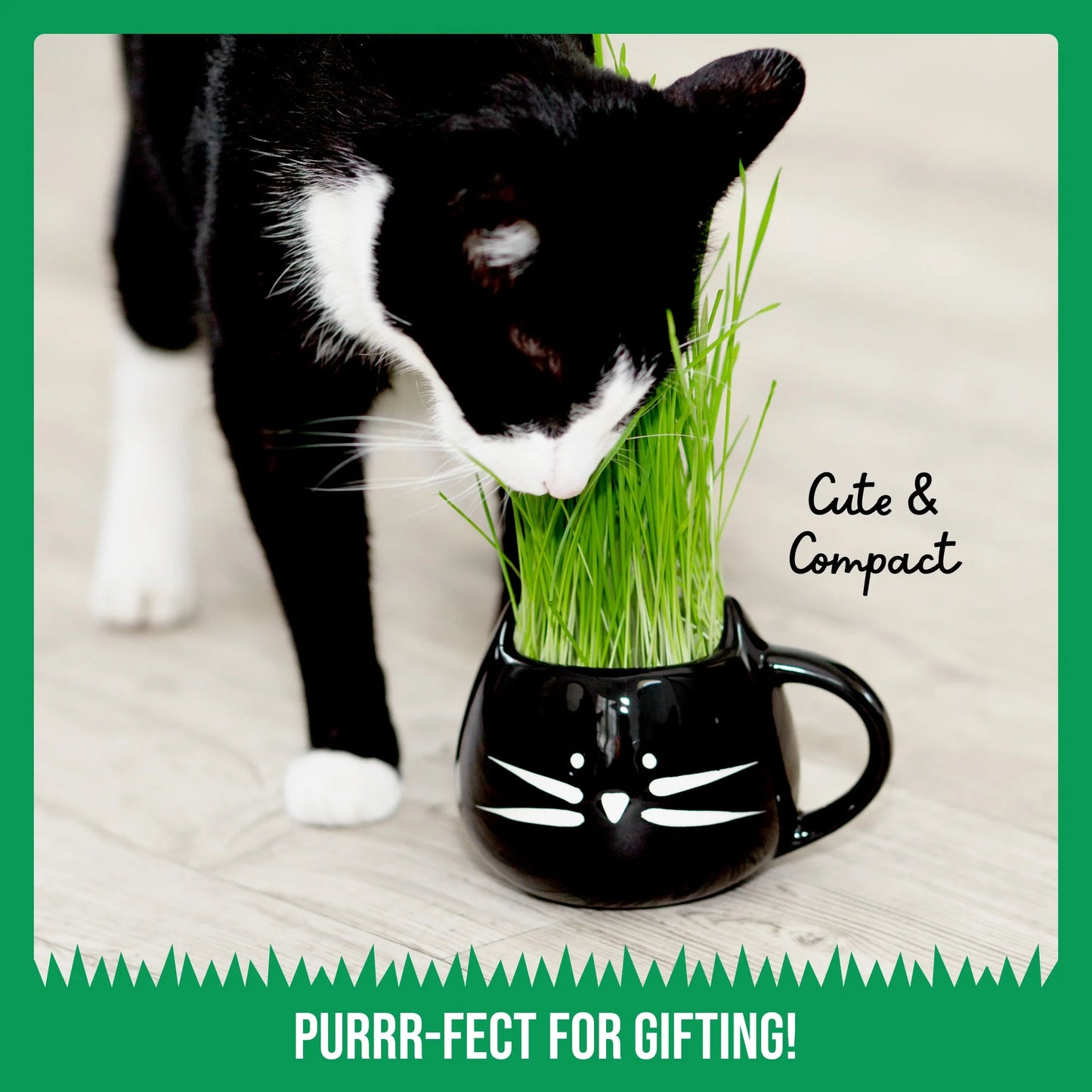 Organic Cat Grass Kit with Black Cat Ceramic Planter, Easy Indoor Planting Gift Set