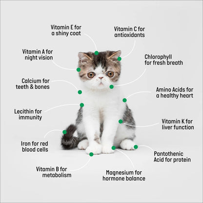 Organic Cat Grass Kit with Black Cat Ceramic Planter, Easy Indoor Planting Gift Set